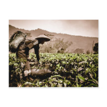 Indonesische Tea-vakarbeider 2, reisbureau briefka