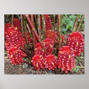 Indonesische wasvinger poster