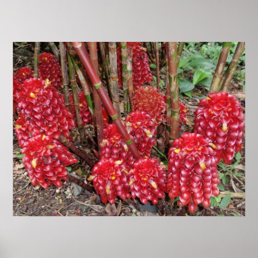 Indonesische wasvinger poster (Voorkant)