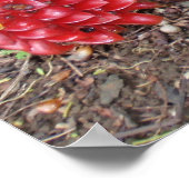 Indonesische wasvinger poster (Hoek)