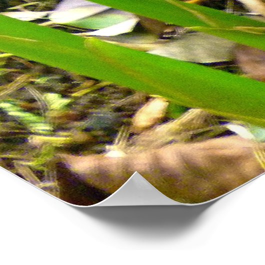 Indonesische wasvinger poster (Hoek)