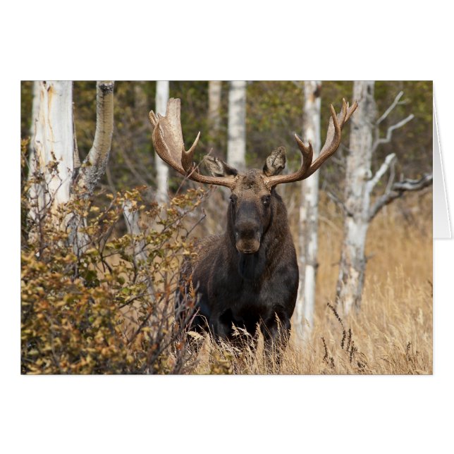 Indrukwekkende Bull Moose (Voorkant Horizontaal)