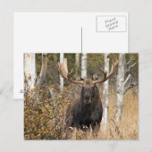 Indrukwekkende Bull Moose Briefkaart (Voorkant / Achterkant)