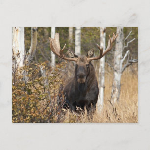 Indrukwekkende Bull Moose Briefkaart