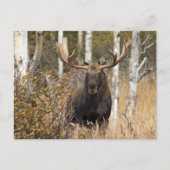 Indrukwekkende Bull Moose Briefkaart (Voorkant)