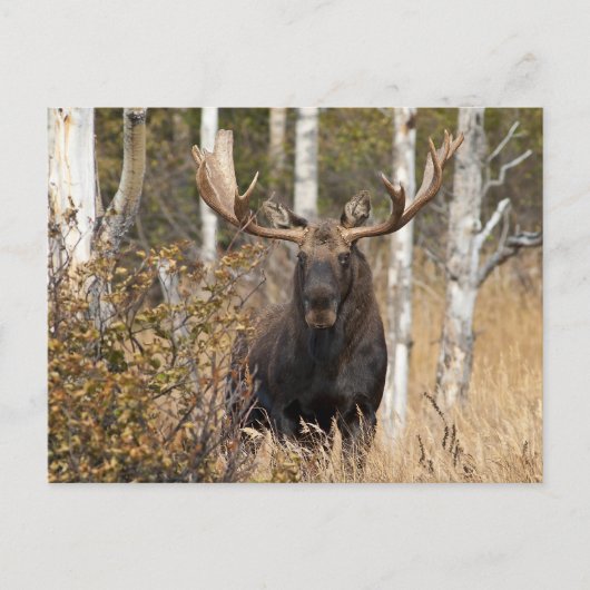 Indrukwekkende Bull Moose Briefkaart (Voorkant)