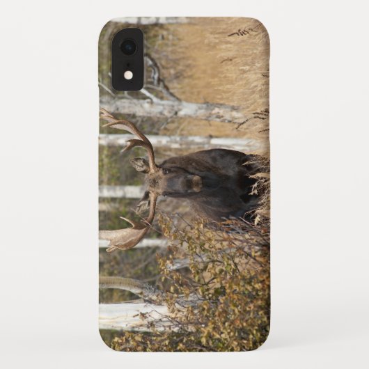 Indrukwekkende Bull Moose Case-Mate iPhone Case (Achterkant)