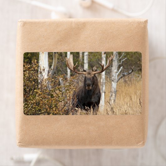Indrukwekkende Bull Moose Etiket (Insitu)