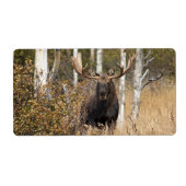 Indrukwekkende Bull Moose Etiket (Voorkant)