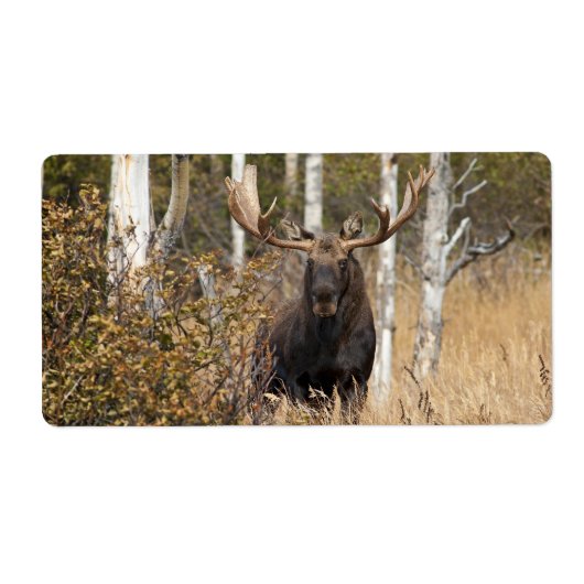Indrukwekkende Bull Moose Etiket (Voorkant)