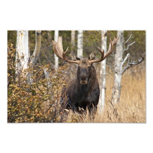 Indrukwekkende Bull Moose Foto Afdruk (Voorkant)