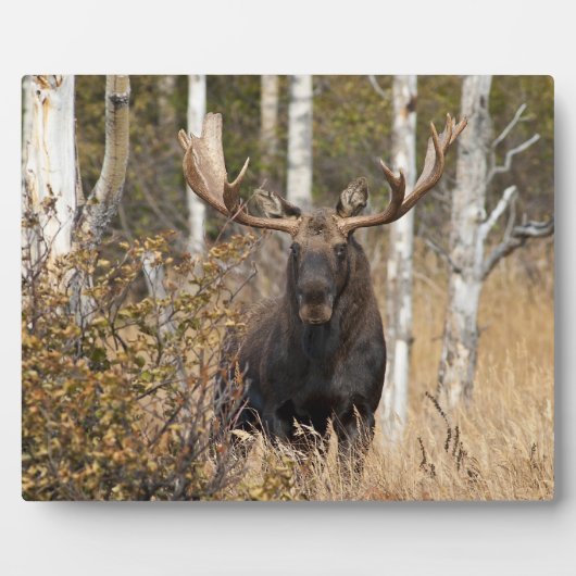 Indrukwekkende Bull Moose Fotoplaat (Voorkant)