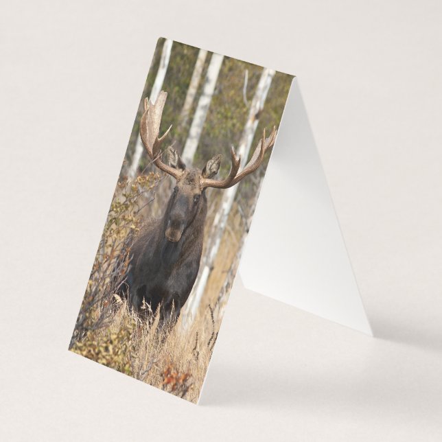 Indrukwekkende Bull Moose Kaart (Voorkant)