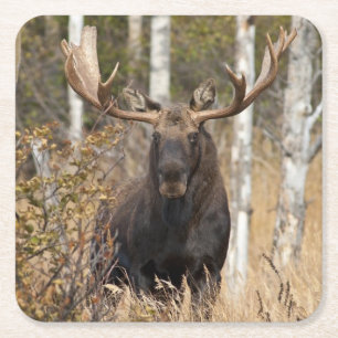 Indrukwekkende Bull Moose Kartonnen Onderzetters