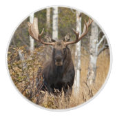 Indrukwekkende Bull Moose Keramische Knop (Voorkant)