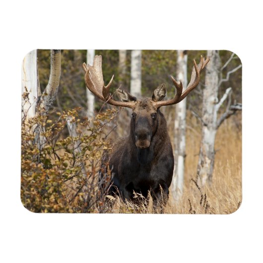 Indrukwekkende Bull Moose Magneet (Horizontaal)