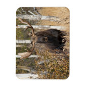 Indrukwekkende Bull Moose Magneet (Verticaal)