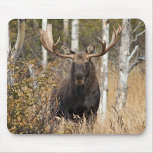 Indrukwekkende Bull Moose Muismat