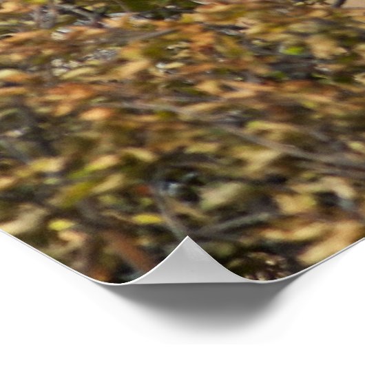 Indrukwekkende Bull Moose Poster (Hoek)