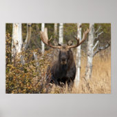 Indrukwekkende Bull Moose Poster (Voorkant)