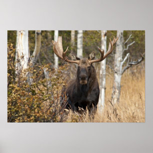 Indrukwekkende Bull Moose Poster
