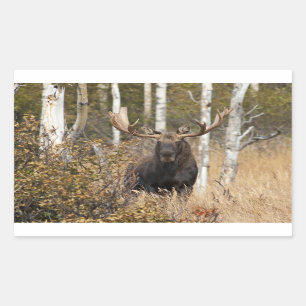 Indrukwekkende Bull Moose Rechthoekige Sticker