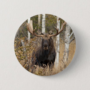 Indrukwekkende Bull Moose Ronde Button 5,7 Cm