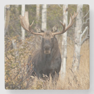 Indrukwekkende Bull Moose Stenen Onderzetter