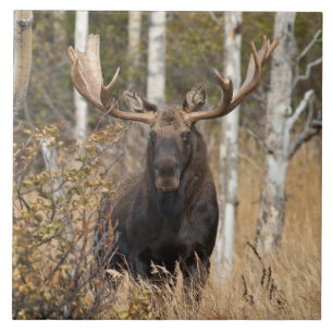 Indrukwekkende Bull Moose Tegeltje