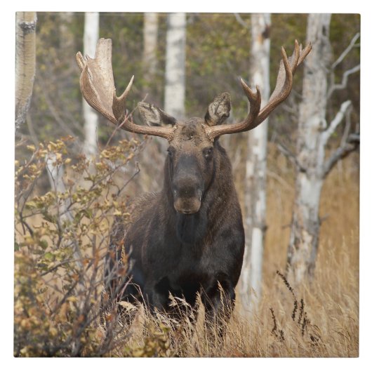 Indrukwekkende Bull Moose Tegeltje (Voorkant)