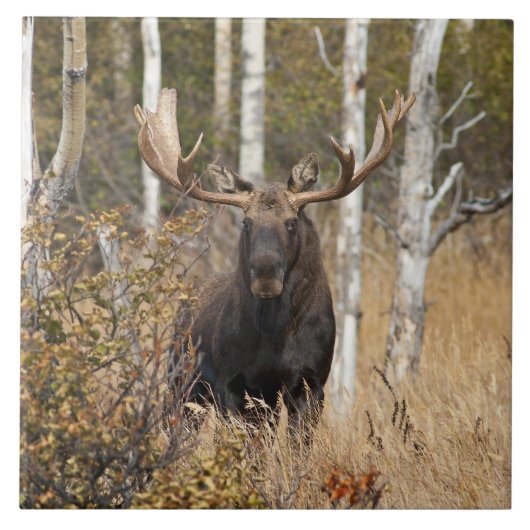 Indrukwekkende Bull Moose Tegeltje (Voorkant)
