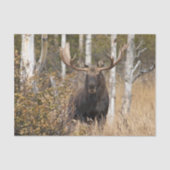 Indrukwekkende Bull Moose Tissuepapier (Voorkant)