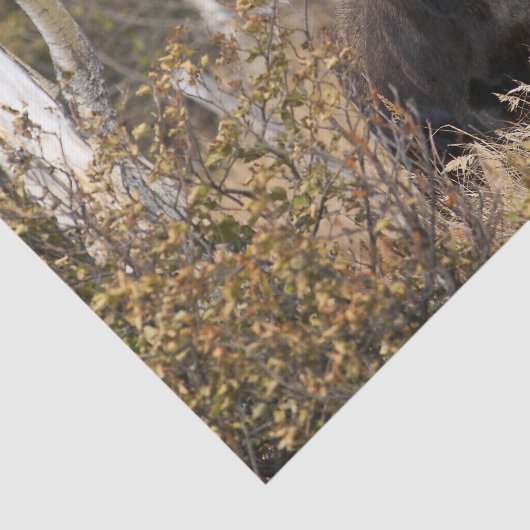 Indrukwekkende Bull Moose Tissuepapier (Detail)