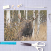 Indrukwekkende Bull Moose Tissuepapier (Craft)