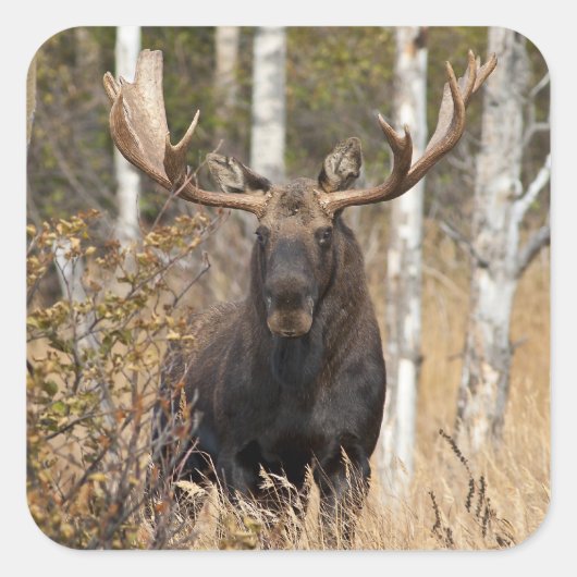 Indrukwekkende Bull Moose Vierkante Sticker (Voorkant)