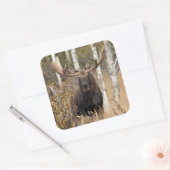 Indrukwekkende Bull Moose Vierkante Sticker (Envelop)