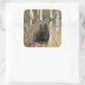 Indrukwekkende Bull Moose Vierkante Sticker (Tas)