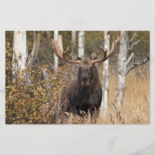 Indrukwekkende Eland Briefpapier (Voorkant)