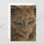Indrukwekkende Lynx Kaart (Voorkant / Achterkant)