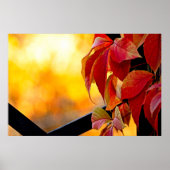 Indrukwekkende rode wijnstokbladeren in de herfstt poster (Voorkant)
