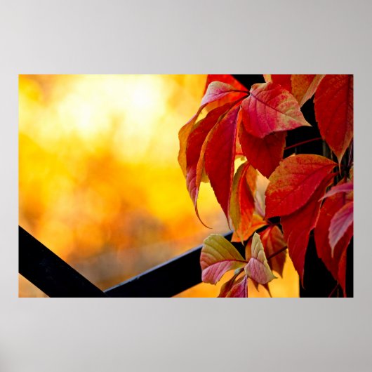 Indrukwekkende rode wijnstokbladeren in de herfstt poster (Voorkant)