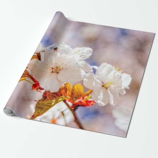 Indrukwekkende Sakura-bloemen op zondag Cadeaupapier (Uitgerold)