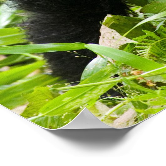 Infant Mountain Gorilla Kisses Silverback Gorilla Poster (Hoek)