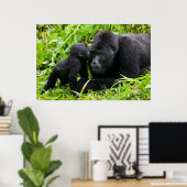 Infant Mountain Gorilla Kisses Silverback Gorilla Poster (Thuiskantoor)
