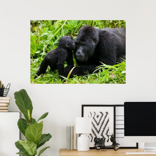 Infant Mountain Gorilla Kisses Silverback Gorilla Poster (Thuiskantoor)