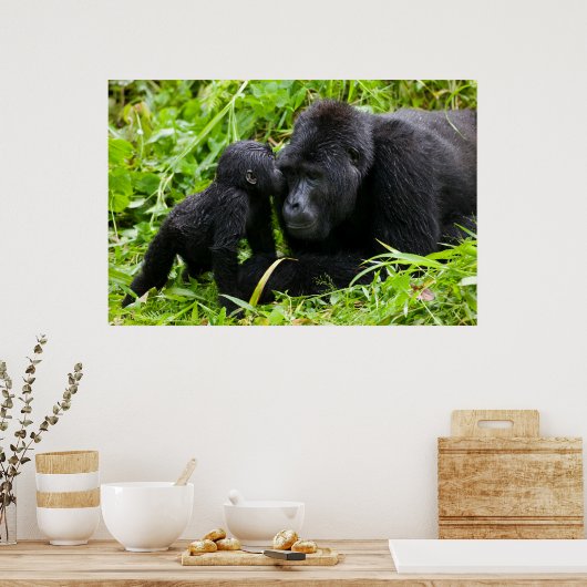 Infant Mountain Gorilla Kisses Silverback Gorilla Poster (Keuken)