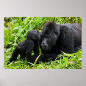 Infant Mountain Gorilla Kisses Silverback Gorilla Poster (Voorkant)