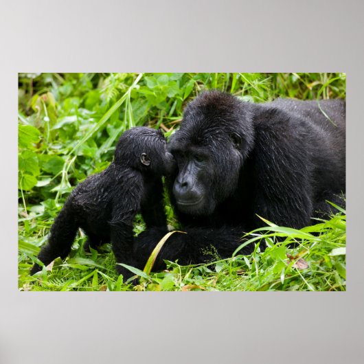 Infant Mountain Gorilla Kisses Silverback Gorilla Poster (Voorkant)