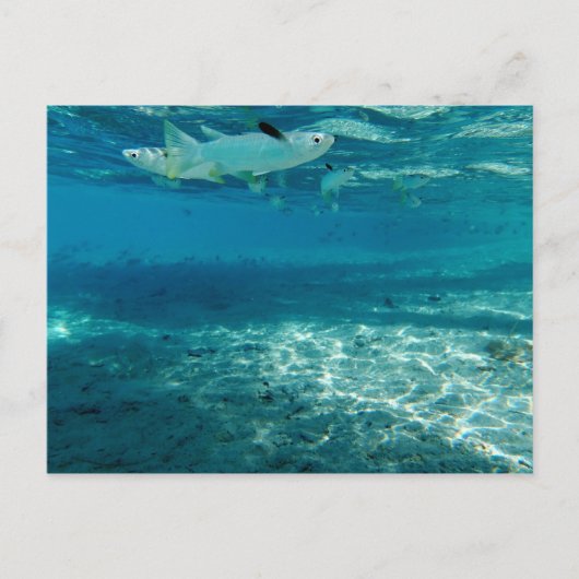 Infinity Blue Briefkaart (Voorkant)