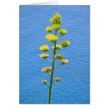 Inflorescentie van Agave plant.